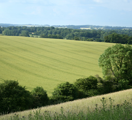 Curlews Farm, Lockerley, Romsey, Hampshire: Holiday Cottages