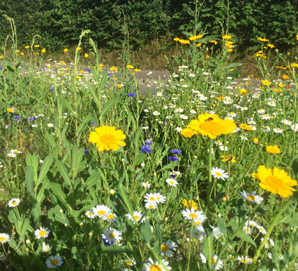 Curlews Farm, Lockerley, Romsey, Hampshire: Holiday Cottages