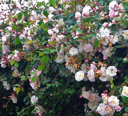 Curlews Farm, Lockerley, Romsey, Hampshire: Holiday Cottages