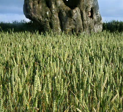 Curlews Farm, Lockerley, Romsey, Hampshire: Holiday Cottages